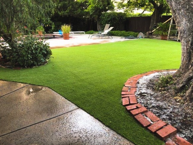 Everyday Green — The Perfect Natural Lawn for Every Single Day - Image 2